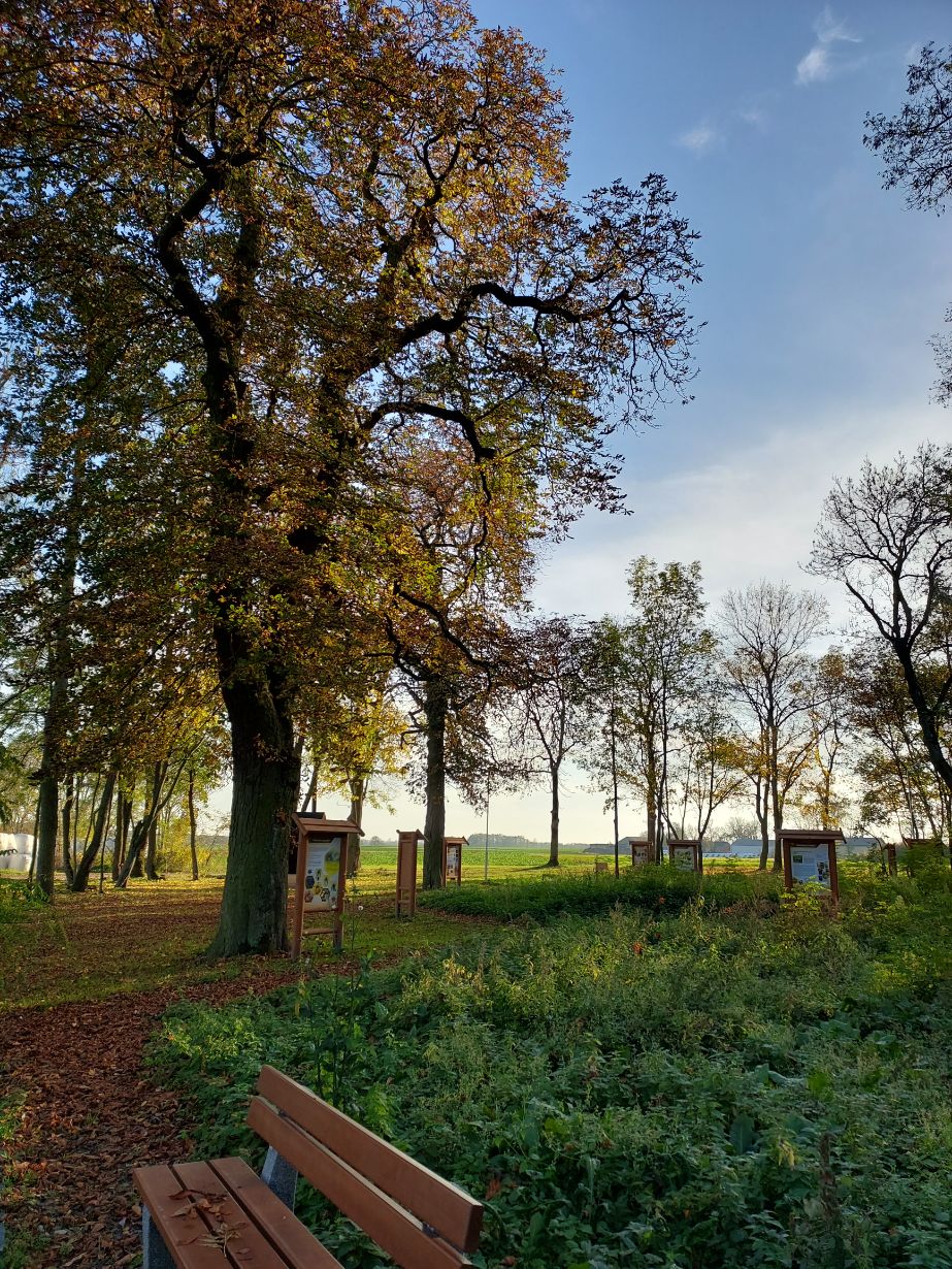 Zdjęcie przedstawia park z dużym drzewem na pierwszym planie, ławką w lewym dolnym rogu i kilkoma tablicami informacyjnymi w tle. Drzewa mają jesienne liście, a w oddali widać pola i niebo z lekkimi chmurami.